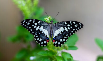 ButrflySkullMama: The Beautiful Rebellion of Softness and Strength