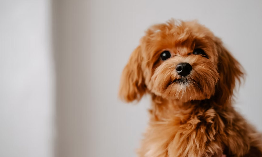 Valplekar: The Word That Connects Puppies, People, and Platforms