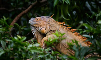 Chameleónovité: The Secret World of Color-Changing Lizards
