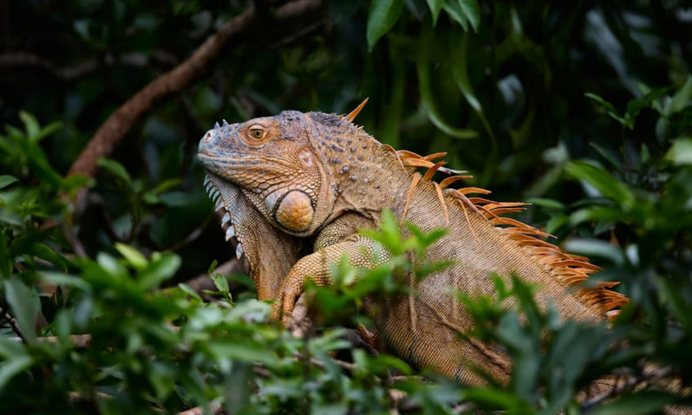 Chameleónovité: The Secret World of Color-Changing Lizards