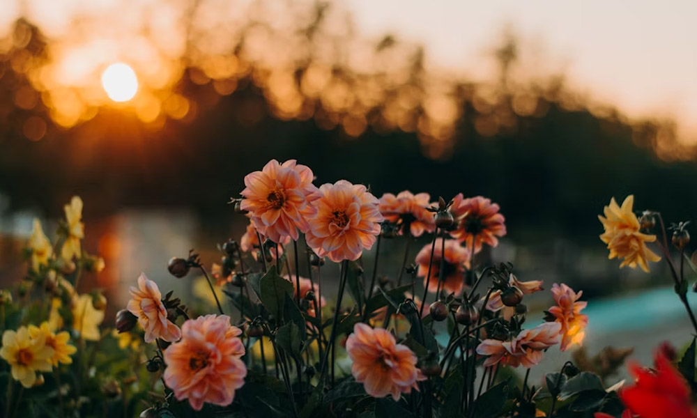 Boylecheloid: The Secret Flower Everyone’s Starting to Love