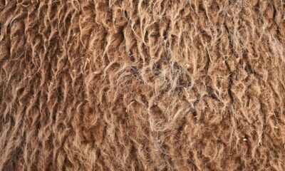 Wollmatten Explained: The Natural Wool Mats Everyone’s Talking About