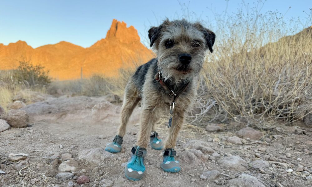 Dog Hiking Boots