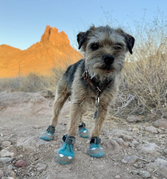 Dog Hiking Boots