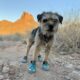 Dog Hiking Boots
