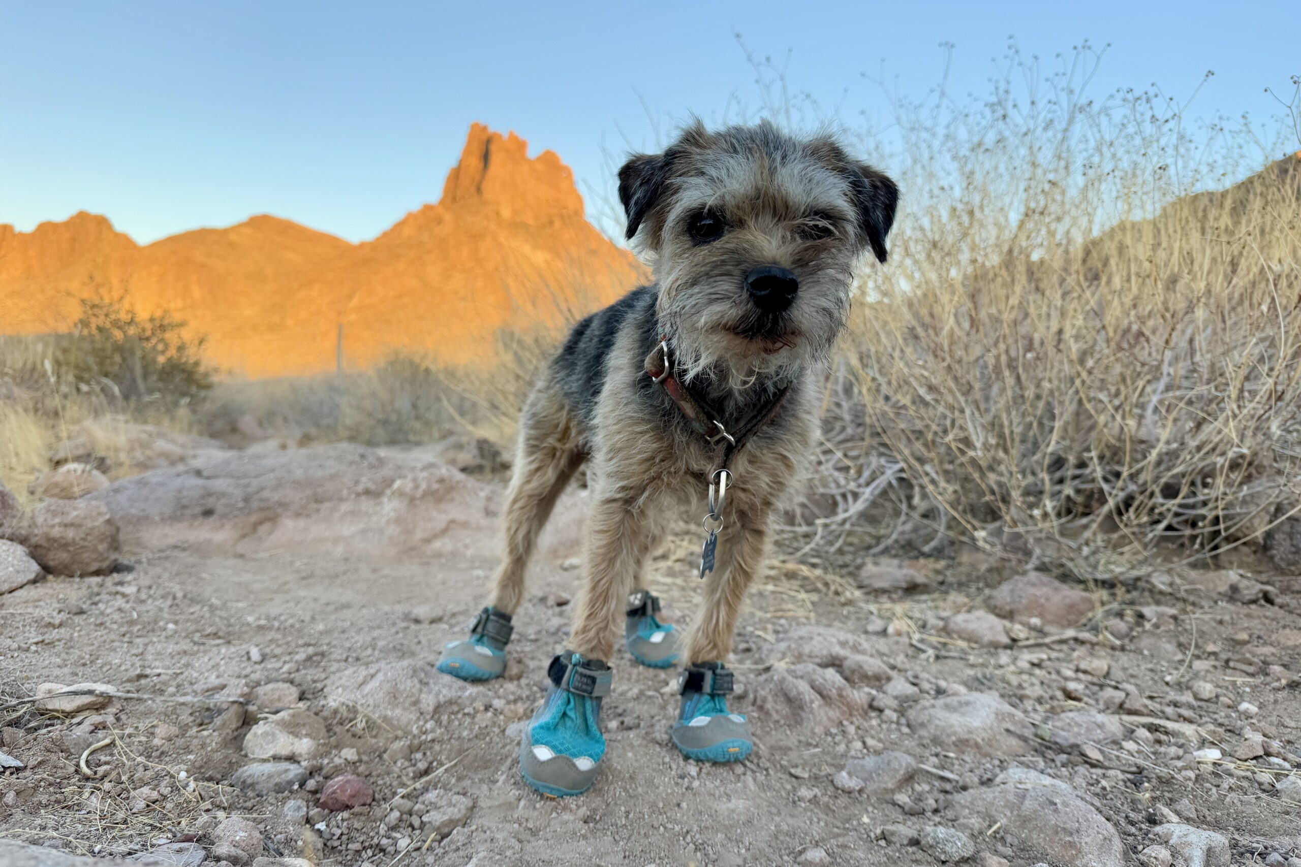 Dog Hiking Boots