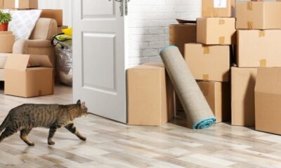 How to Move with Pets: Expert Tips for UK Families