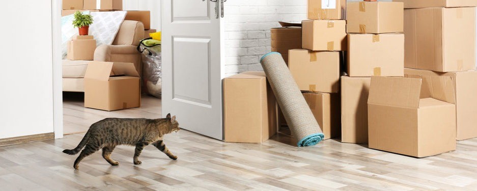 How to Move with Pets: Expert Tips for UK Families